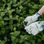 Pet-Friendly Physical Weeding Service