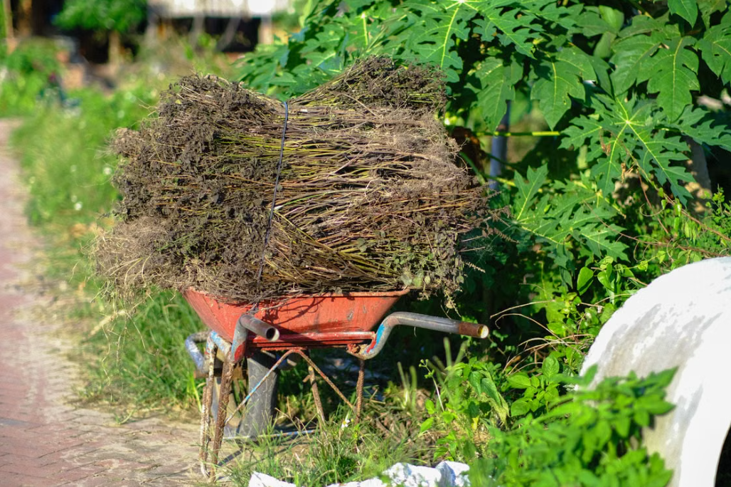 Yard Weed Removal Service | Centralized Transfer and Disposal of Uprooted Weeds