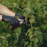In-depth Pruning of Garden Shrubs | On-site Gardening Pruning and Maintenance Service