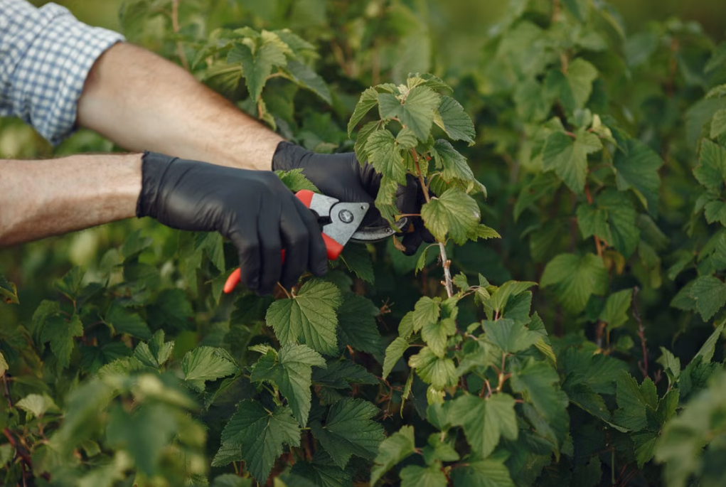 In-depth Pruning of Garden Shrubs | On-site Gardening Pruning and Maintenance Service