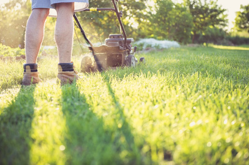 Sunset Garden Lawn Renewal | Large-Area Lawn Mowing and Maintenance Service
