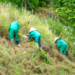 Large-Area Wasteland and Backyard Clearing and Weed Removal Service