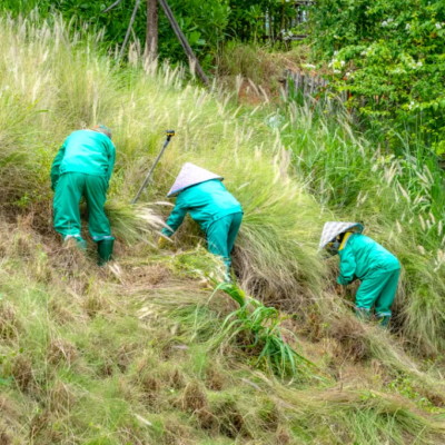 Large-Area Wasteland and Backyard Clearing and Weed Removal Service
